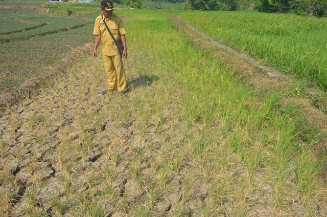 15 Hektare Sawah Di Mundu Cirebon Gagal Panen Akibat Kekeringan 5738