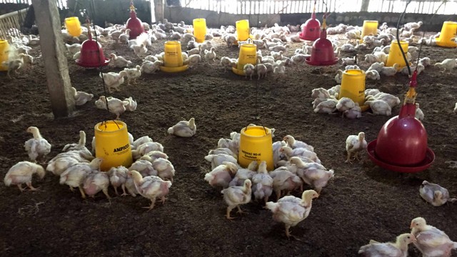 Kandang ternak ayam yang masih beroperasi di Dusun Gluntung, Kabupaten Gunungkidul, DI Yogyakarta. Foto: Arfiansyah Panji Purnandaru/kumparan