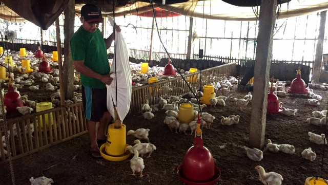 Giyono memberi makan ayam di peternakan miliknya di Dusun Gluntung, Kabupaten Gunungkidul, DI Yogyakarta. Foto: Arfiansyah Panji Purnandaru/kumparan