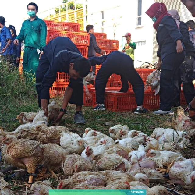 Suasana pembagian ayam broiler gratis di Kecamatan Gayamsari, Semarang, Rabu (26/6). Foto: Afiati Tsalitsati/kumparan