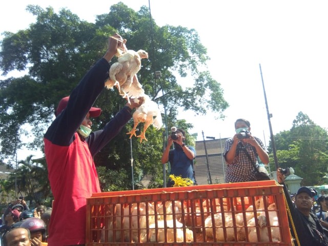 Pembagian ayam secara gratis di Yogyakarta, Rabu (26/6/2019). Foto: erl