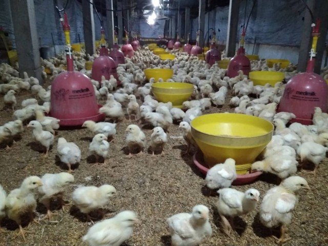 Peternakan ayam di Gunungkidul, Yogyakarta. Foto: erl.
