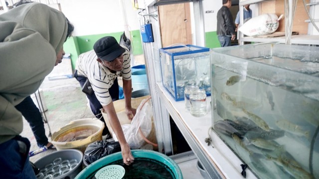 Foto: Pedagang Ikan Hias di Jatinegara Direlokasi (14871)