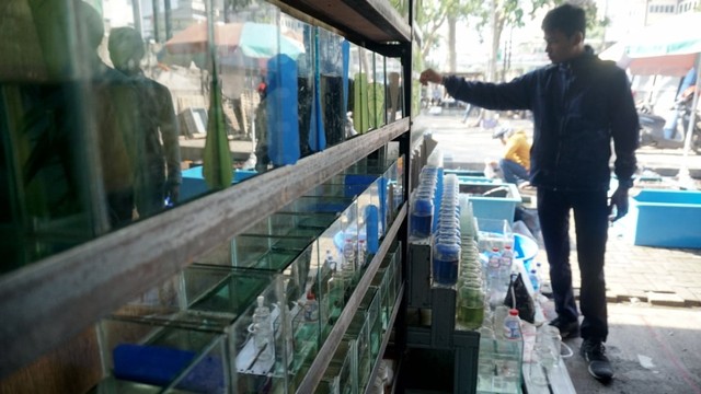 Foto: Pedagang Ikan Hias di Jatinegara Direlokasi (14868)