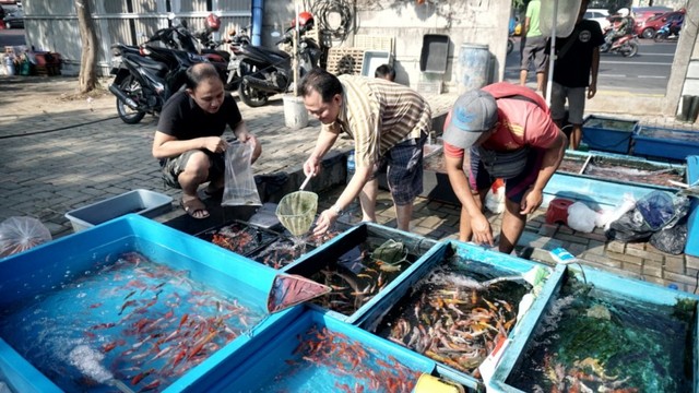 Foto: Pedagang Ikan Hias di Jatinegara Direlokasi (14867)