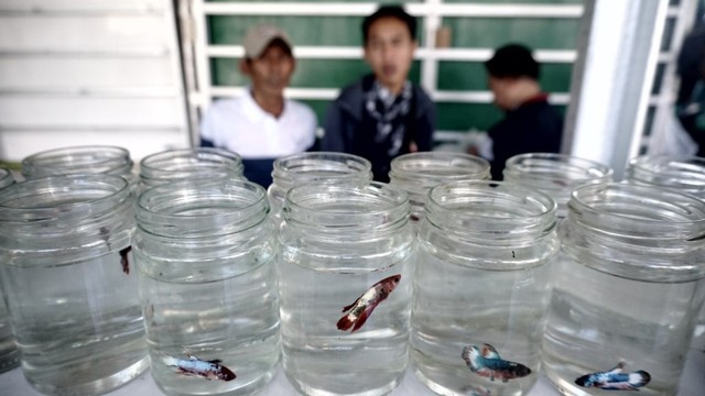 Foto: Pedagang Ikan Hias di Jatinegara Direlokasi (14870)