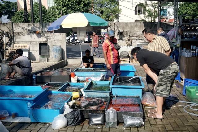 Foto: Pedagang Ikan Hias di Jatinegara Direlokasi (14873)