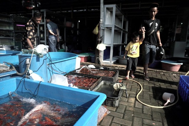 Foto: Pedagang Ikan Hias di Jatinegara Direlokasi (14866)