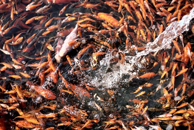 Foto: Pedagang Ikan Hias di Jatinegara Direlokasi (14865)