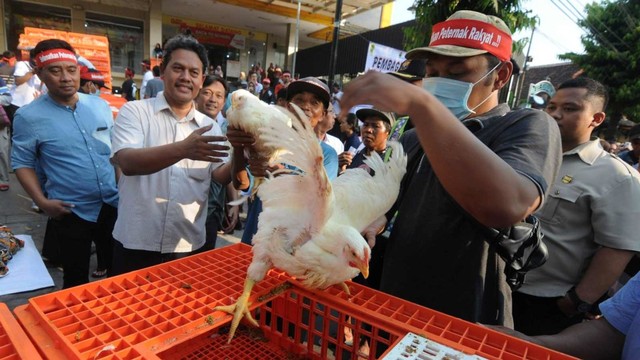 Sejumlah peternak ayam membagikan ayam secara gratis saat unjuk rasa oleh Perhimpunan Insan Perunggasan Rakyat Indonesia (Pinsar Indonesia) Jawa Tengah di depan Kantor Bupati Klaten, Jawa Tengah, Rabu (26/6/2019). Foto: ANTARA FOTO/Andreas Fitri Atmoko