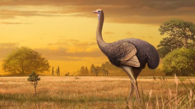 Ilustrasi burung Pachystruthio dmanisensis. Foto: Andrey Atuchin