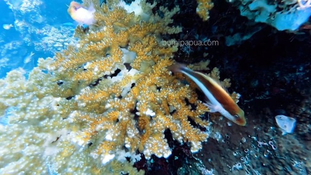 Dark Yellow Gold Coral, salah satu koral langka yang terdapat di Pantai Mioka, Kepulauan Yapen. (BumiPapua.com/Agies Pranoto/Leo Karubaba)