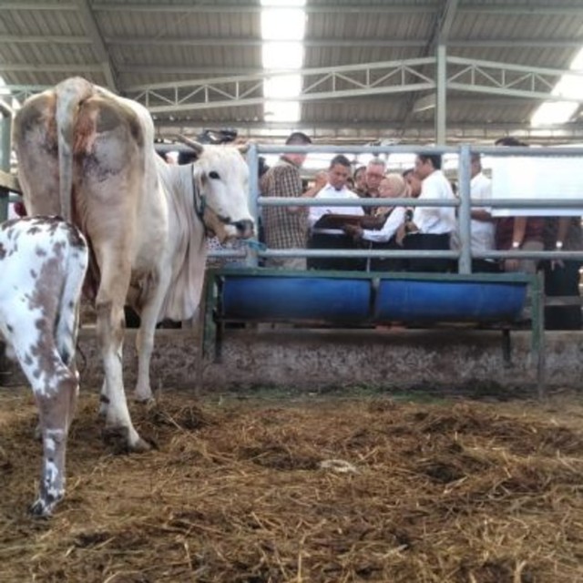 Menteri Pertanian Menamai Pedet “Belgian Blue” Narendra