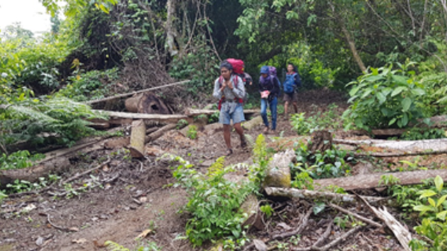 (Pendaki melewati bekas-bekas penebangan pohon di jalur pendakian Pancasila. Foto: Info Dompu)