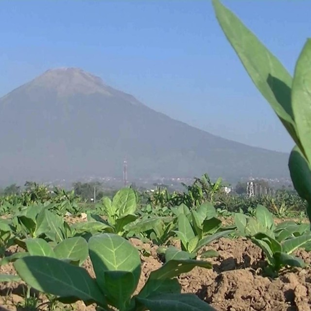 Kualitas Tembakau  di Temanggung Diprediksi Lebih Baik dari 