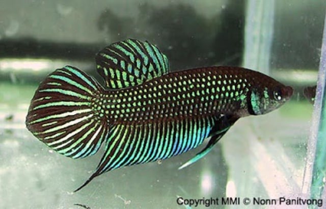 Semakin Jarang Dijumpai, Ikan Cupang Alam ini Semakin Bernilai Jual Tinggi (142297)