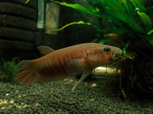 Semakin Jarang Dijumpai, Ikan Cupang Alam ini Semakin Bernilai Jual Tinggi (142298)