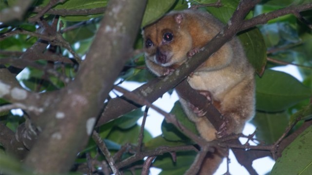 Kuskus Mata Biru Hewan Endemik Ternate Yang Penyendiri Dan Langka