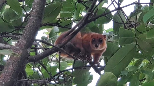 Kuskus Mata Biru Hewan Endemik Ternate Yang Penyendiri Dan Langka