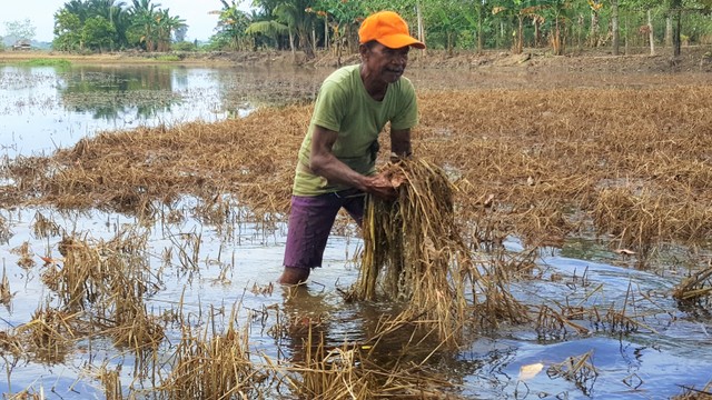 Laoti sedang mengumpulkan sisa padi miliknya yang rusak akibat terendam air, Minggu (30/6). Foto: Lukman Budianto/kendarinesia.