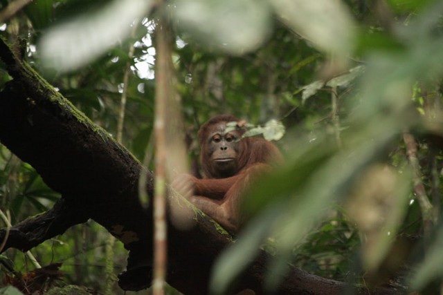 5 Orang Utan Kembali Ke Habitat Kumparancom