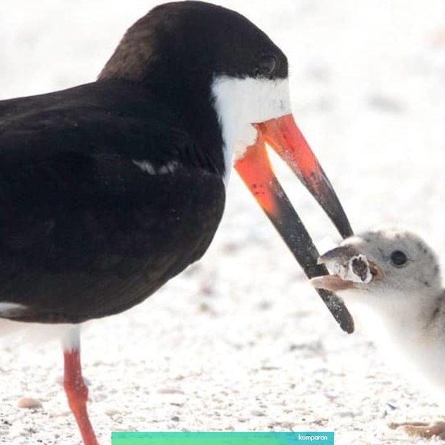 Seekor induk burung memberi makan anaknya puntung rokok. Foto: Karen Mason/Facebook