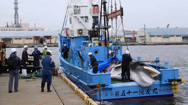 Para pekerja bersiap untuk membongkar paus Minke yang ditangkap setelah penangkapan ikan paus komersial di pelabuhan Kushiro, Hokkaido, Jepang, Senin (1/7). Foto: REUTERS/Masashi Kato
