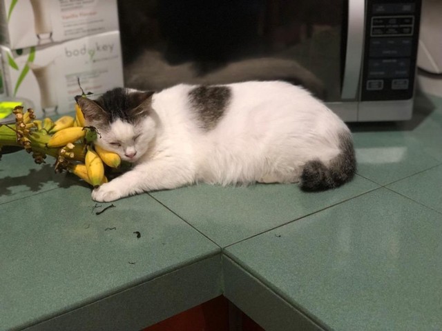 Kisah Messi, Kucing Setia yang Selalu Ada di Sisi Jenazah Majikannya (13258)