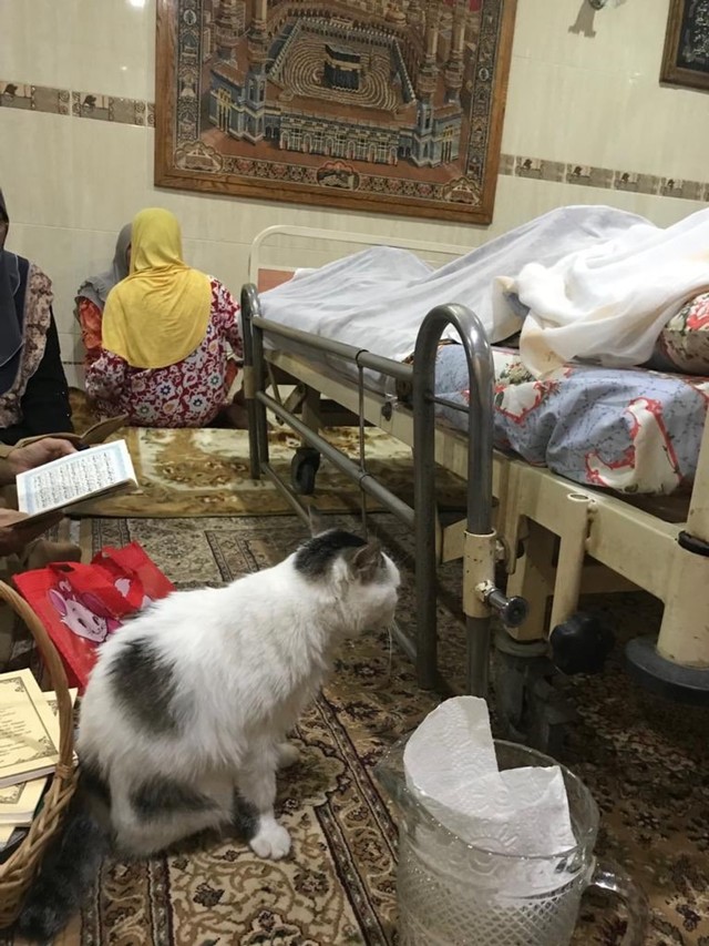 Kisah Messi, Kucing Setia yang Selalu Ada di Sisi Jenazah Majikannya (13257)