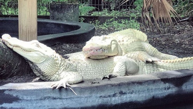 Sepasang aligator albino di taman margasatwa Wild Florida. Foto: Wild Florida