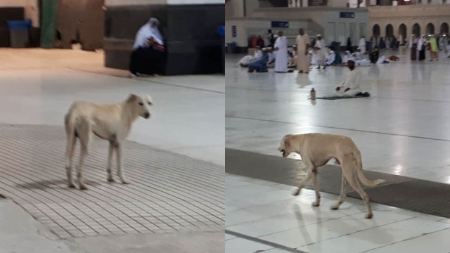 Viral warganet unggah foto anjing berkeliaran di Masjidil Haram. Foto: Facebook/Jondri Efendi