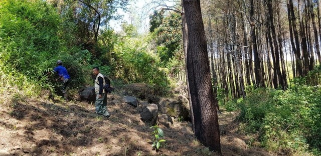 Cegah Kebakaran Gunung Ciremai Btngc Buat Sekat Bakar