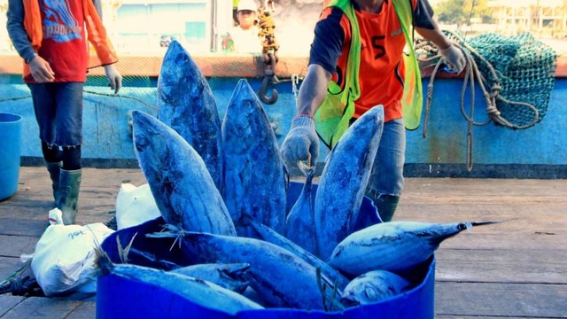 Pekerja mengangkat Ikan tuna hasil tangkapan nelayan ke dalam truk di Pelabuhan Tanjungwangi, Banyuwangi, Jawa Timur, Kamis (4/7). Foto: ANTARA FOTO/Budi Candra Setya