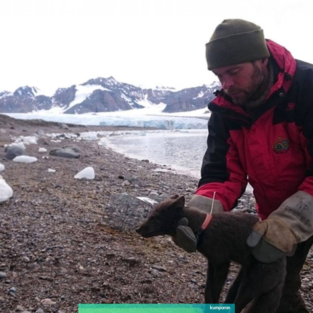 Rubah arktik yang berjalan lebih dari 3.200 kilometer. Foto: Elise Stromseng/Norwegian Polar Institute