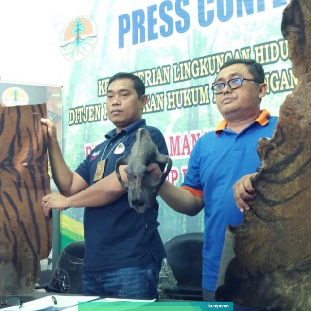 Petugas TNGL Tangkap Penjual Kulit Harimau Sumatera. Foto: Rahmat Utomo/kumparan