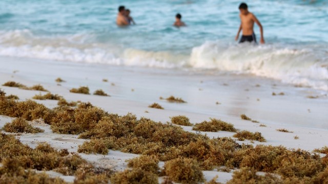 Rumput Laut yang Mencemari Pantai di Meksiko