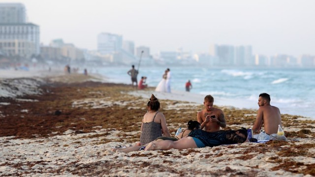 Rumput Laut yang Mencemari Pantai di Meksiko