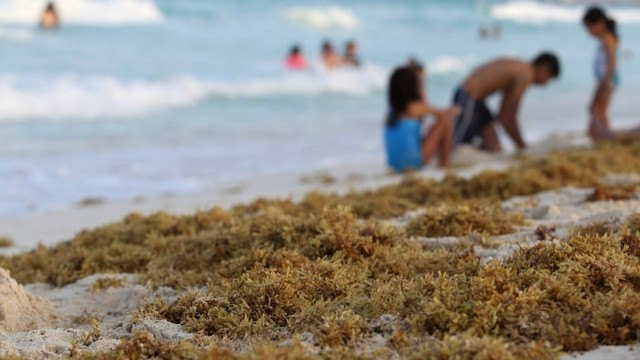 Rumput Laut yang Mencemari Pantai di Meksiko. Foto: REUTERS/Jorge Delgado