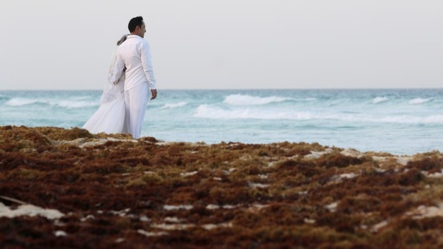 Rumput Laut yang Mencemari Pantai di Meksiko