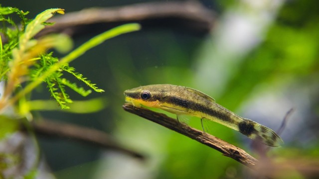 Hobi Ikan Hias yang Menjadi Rejeki (129597)