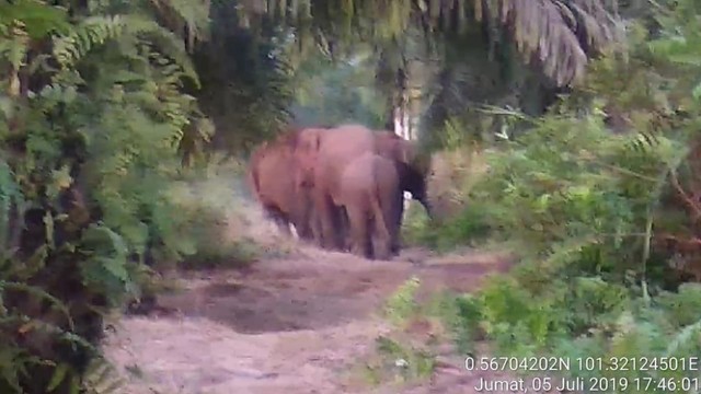 KAWANAN gajah liar berjumlah 11 ekor saat masuk mencari makan ke perkampungan warga Desa Karya Indah, Tapung, Kabupaten Kampar, Riau, 