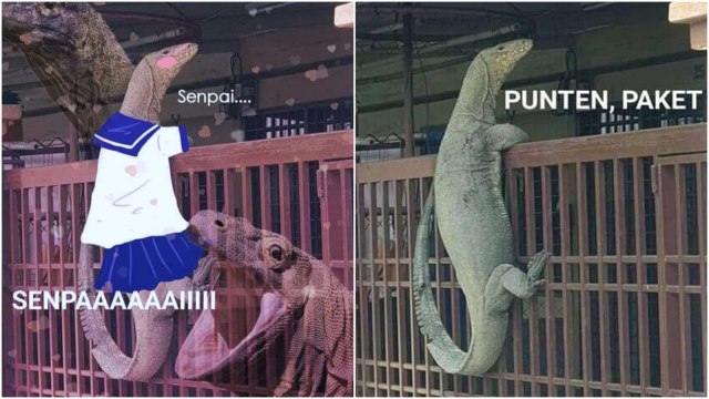 Biawak yang berakhir jadi meme Foto: Facebook @alettacarissa & Bagas Alatas