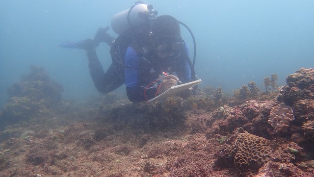 (Pendataan kerusakan terumbu karang di Teluk Cempi. Foto: Dokumentasi Nusa Biodiversitas Indonesia)