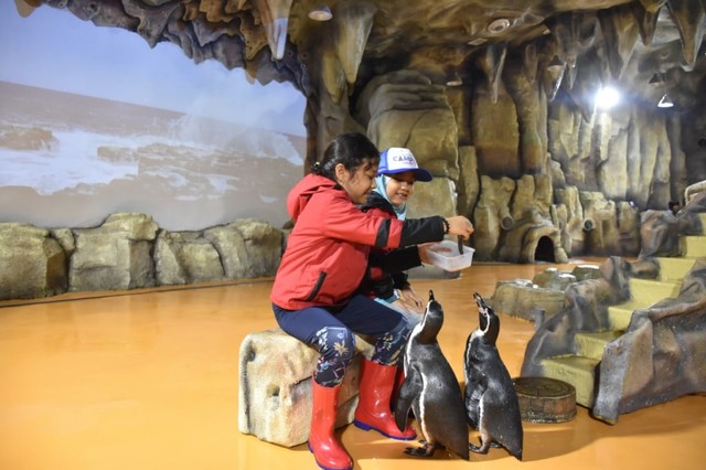 com-Memberi makan penguin di Ocean Dream Samudra Ancol