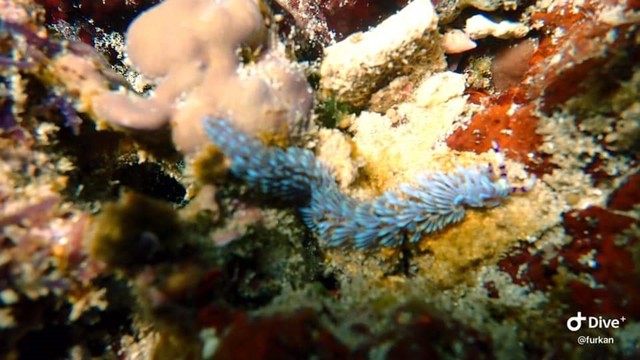 (Siput laut, potensi bawah laut Dompu. Foto: Facebook Al Furkan)