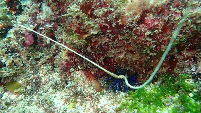 Teluk Cempi, Potensi Wisata Bawah Laut di Dompu, NTB (8943)