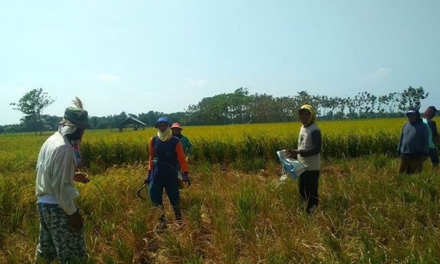 Petani di Blok Nambo, Desa/Kecamatan Gantar, Kabupaten Indramayu mengeluhkan hasil panen padi yang tak sesuai harapan akibat kekeringan. (Nanang)