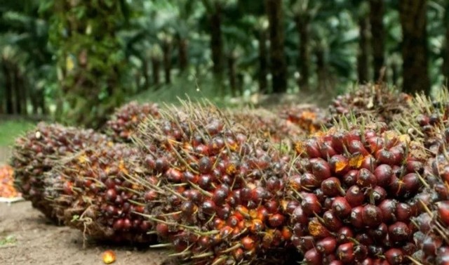 Kelapa Sawit merupakan tanaman perkebunan yang memiliki jumlah produksi terbesar dibandingkan tanaman perkebunan lainnya. source: https://www.idntimes.com