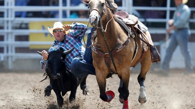 Nick Guy melompat dari kudanya untuk untuk menangkap sapi dalam acara gulat steer selama rodeo Calgary Stampede di Calgary, Alberta, Kanada. Foto: REUTERS / Todd Korol