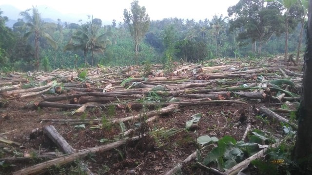 Kebun pisang di lokasi tanah konflik agraria dibabat oleh pihak resort (kanalbali/IST)
